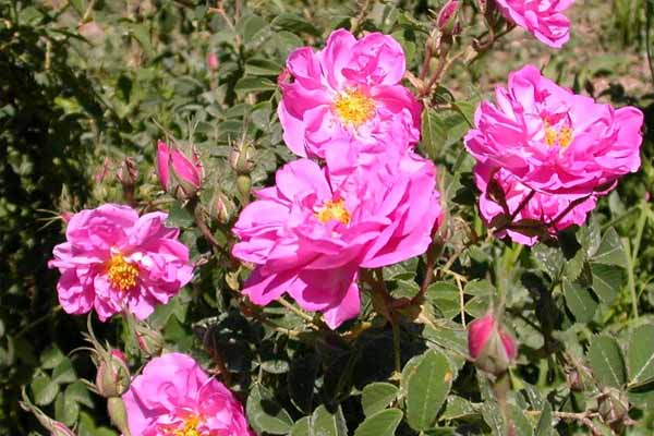 شرایط کاشت گل محمدی